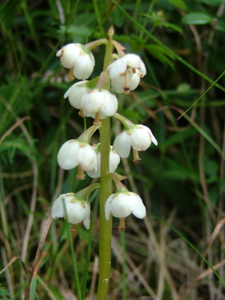 Pyrola media / Pirola intermedia